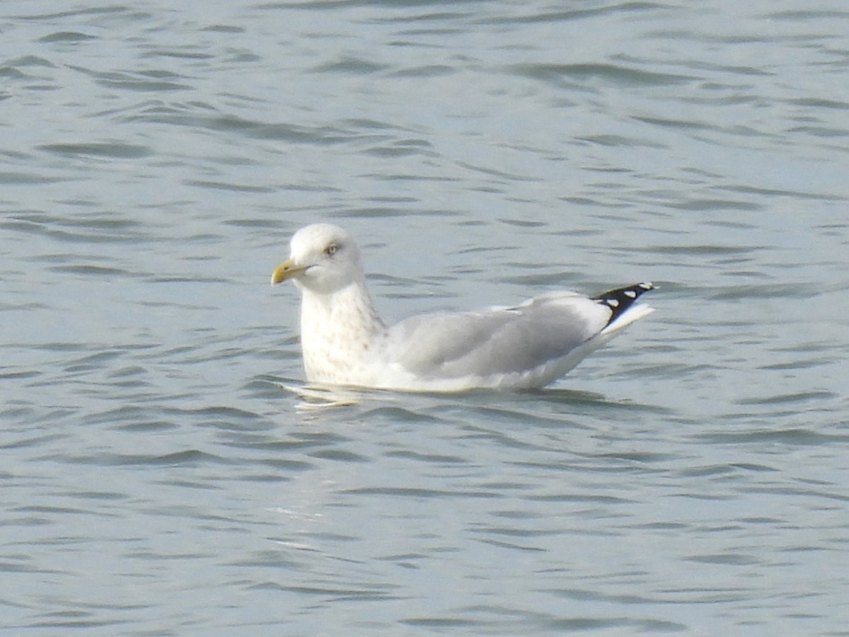 American Herring Gull - ML644770442