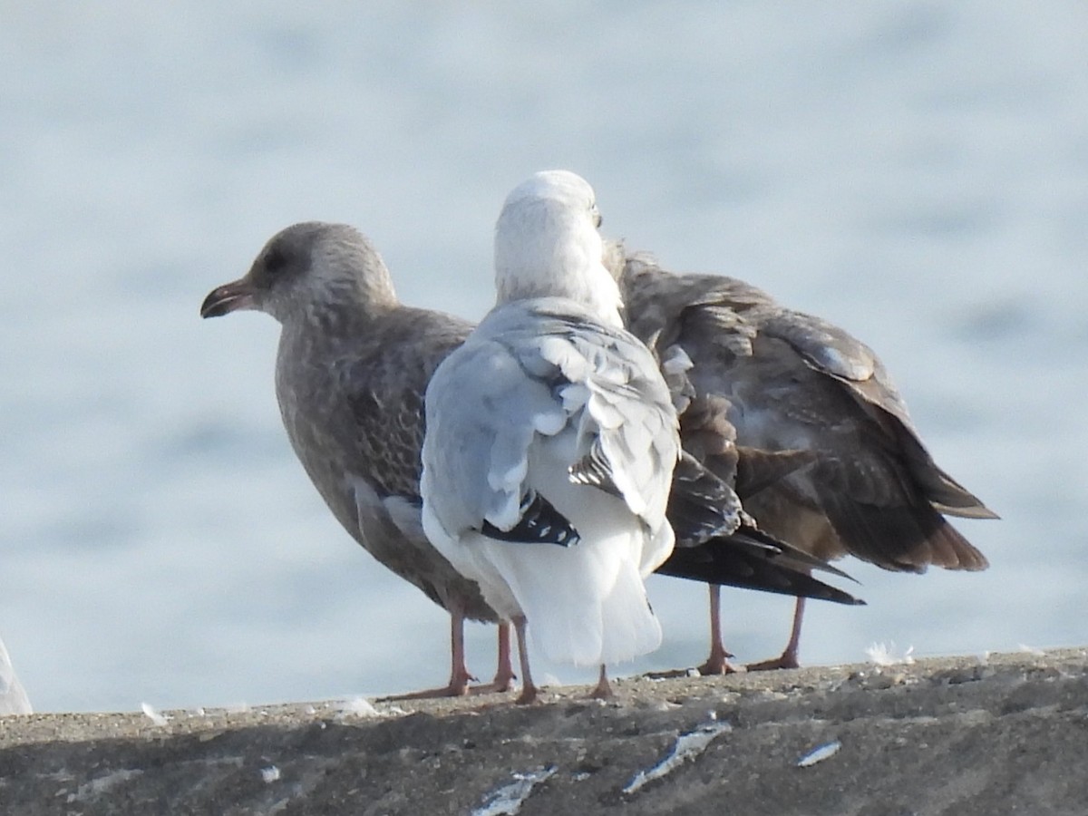 American Herring Gull - ML644770443