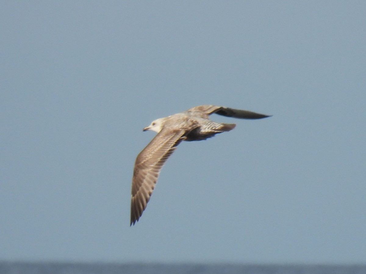 American Herring Gull - ML644770444