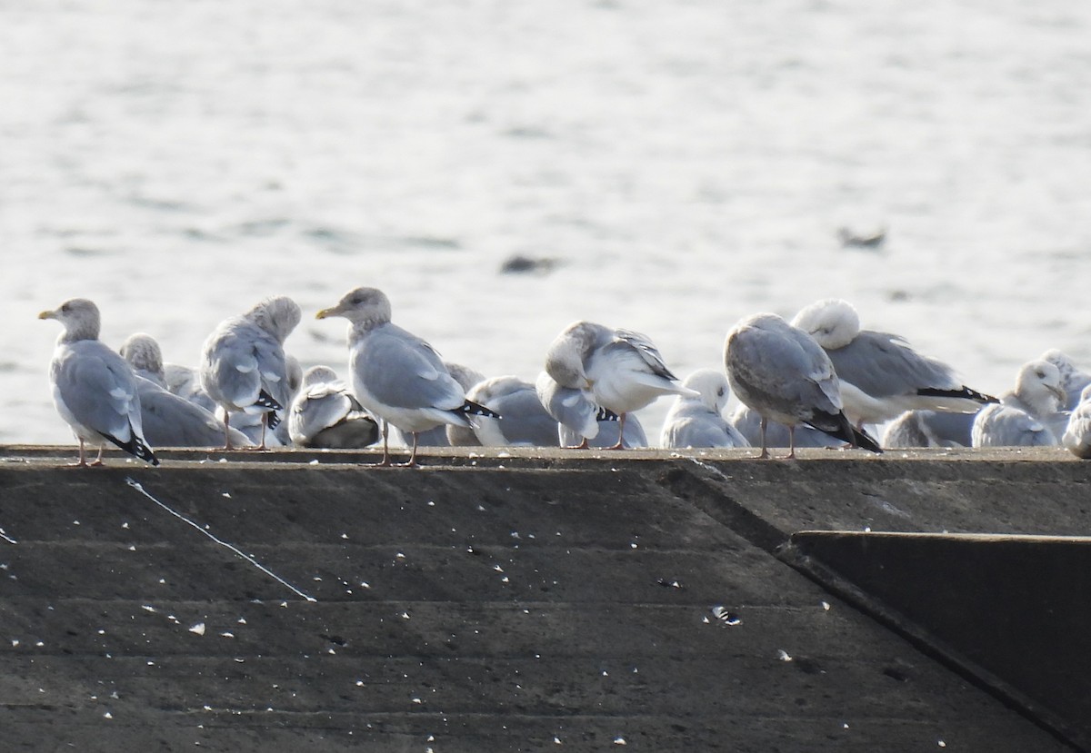 American Herring Gull - ML644770445