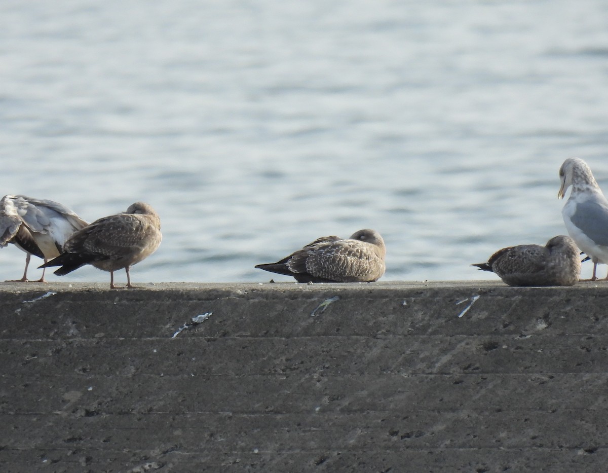 American Herring Gull - ML644770446