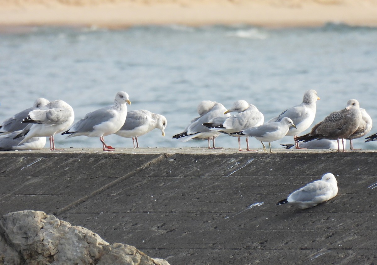 American Herring Gull - ML644770447