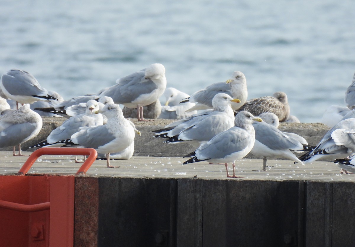 American Herring Gull - ML644770448