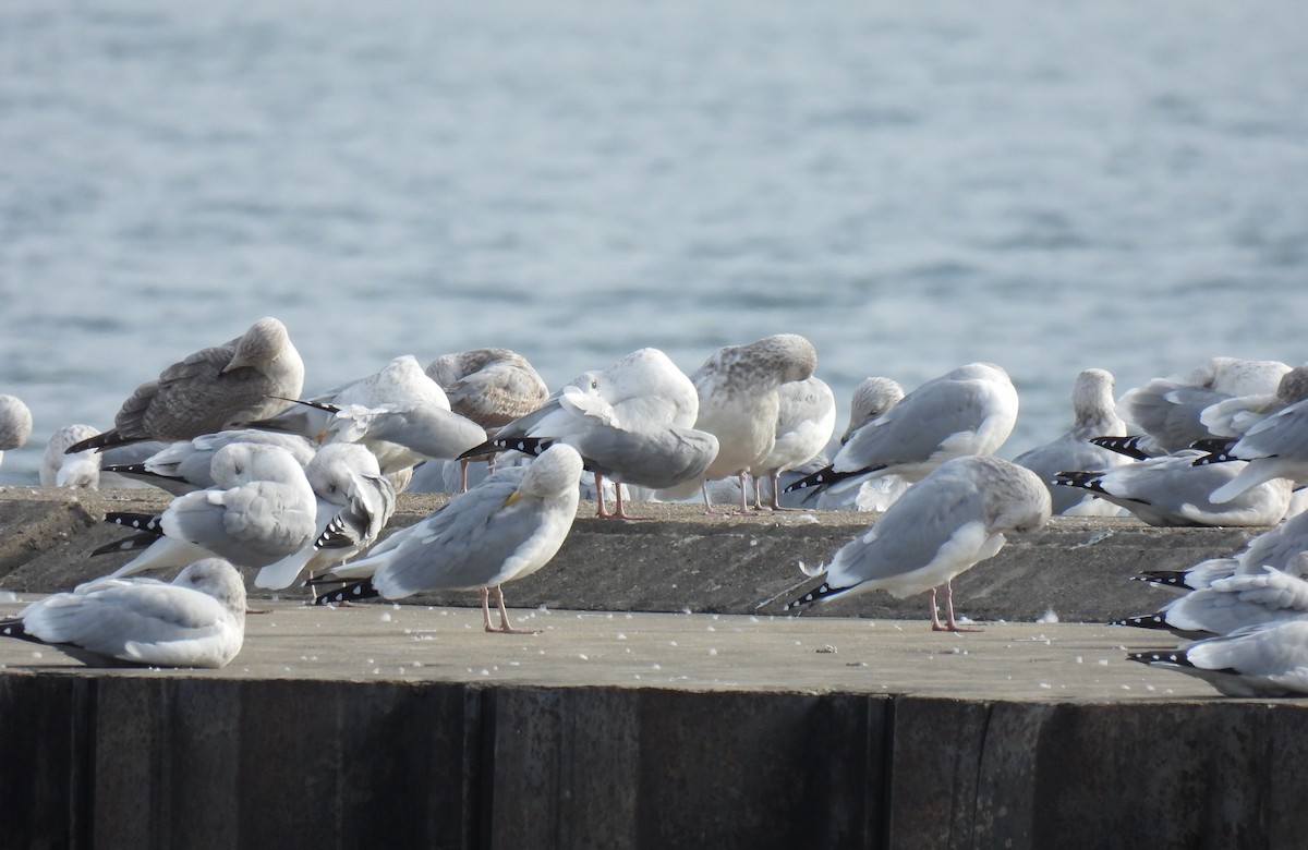 American Herring Gull - ML644770449