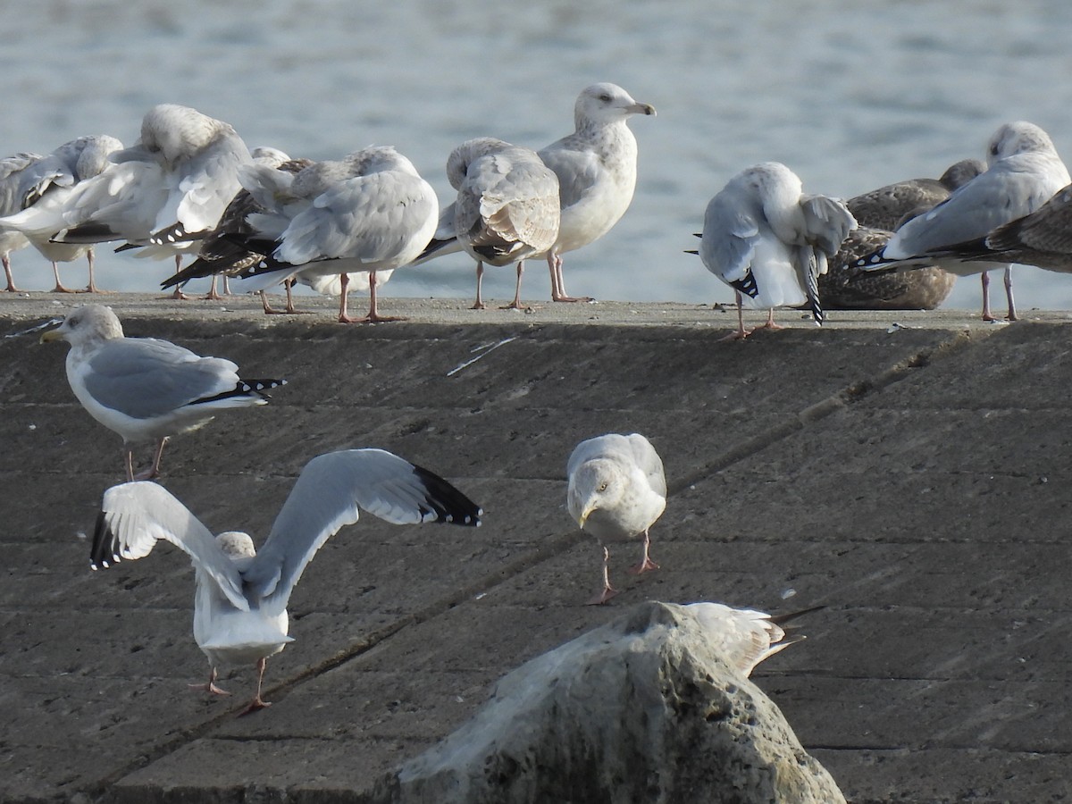 American Herring Gull - ML644770450
