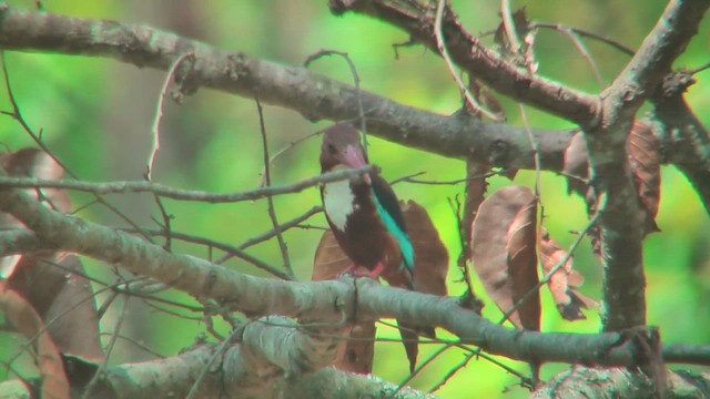 White-throated Kingfisher - ML644770453