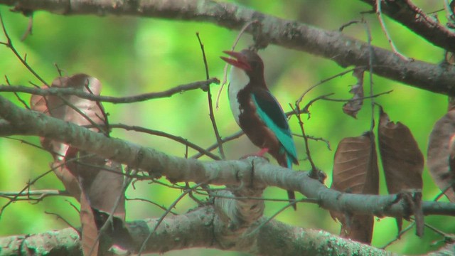 White-throated Kingfisher - ML644770454