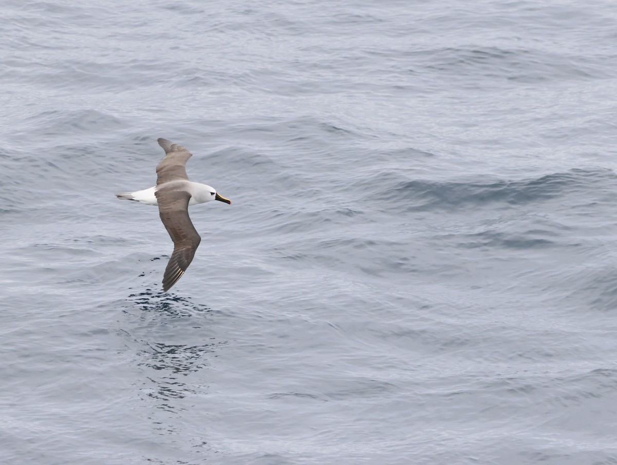 gulnesealbatross - ML644770456