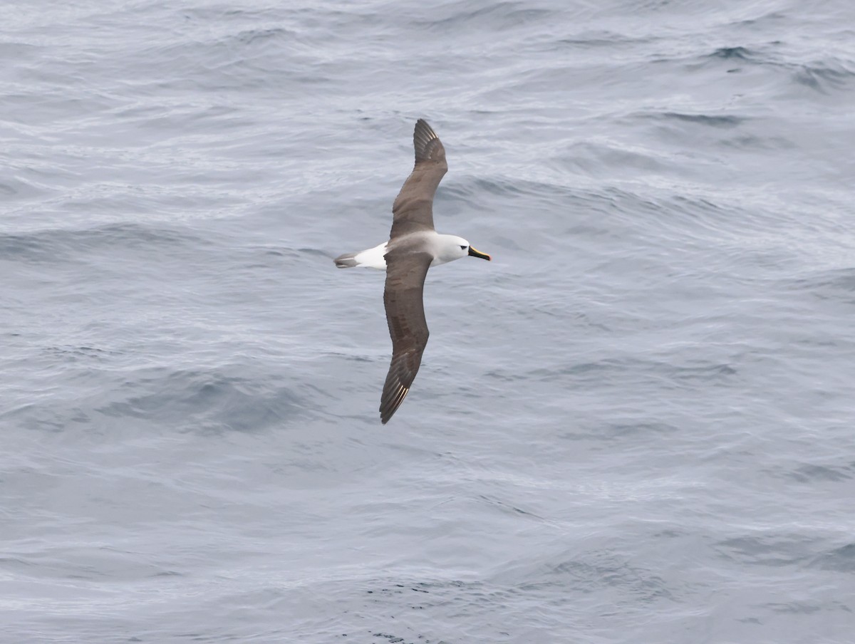 gulnesealbatross - ML644770457