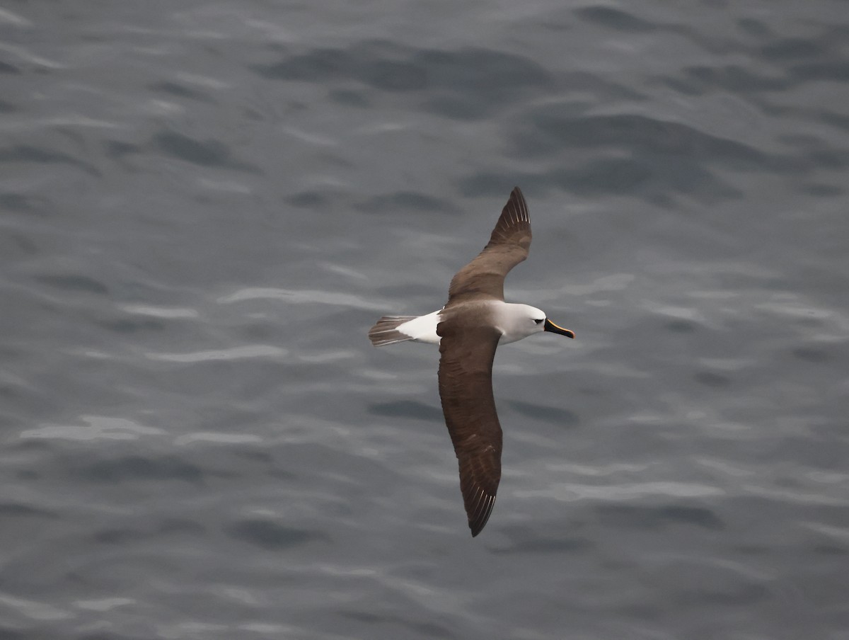 gulnesealbatross - ML644770460