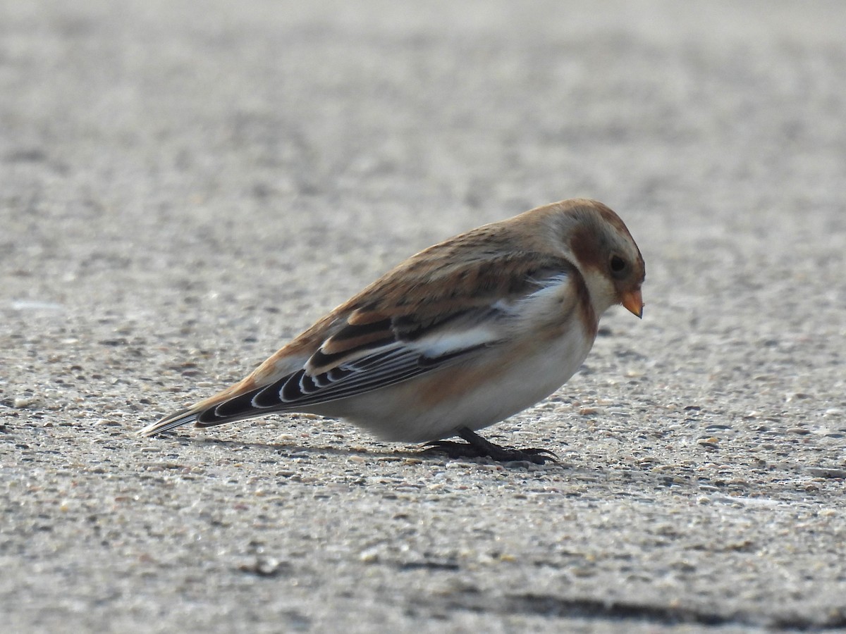 Snow Bunting - ML644770461