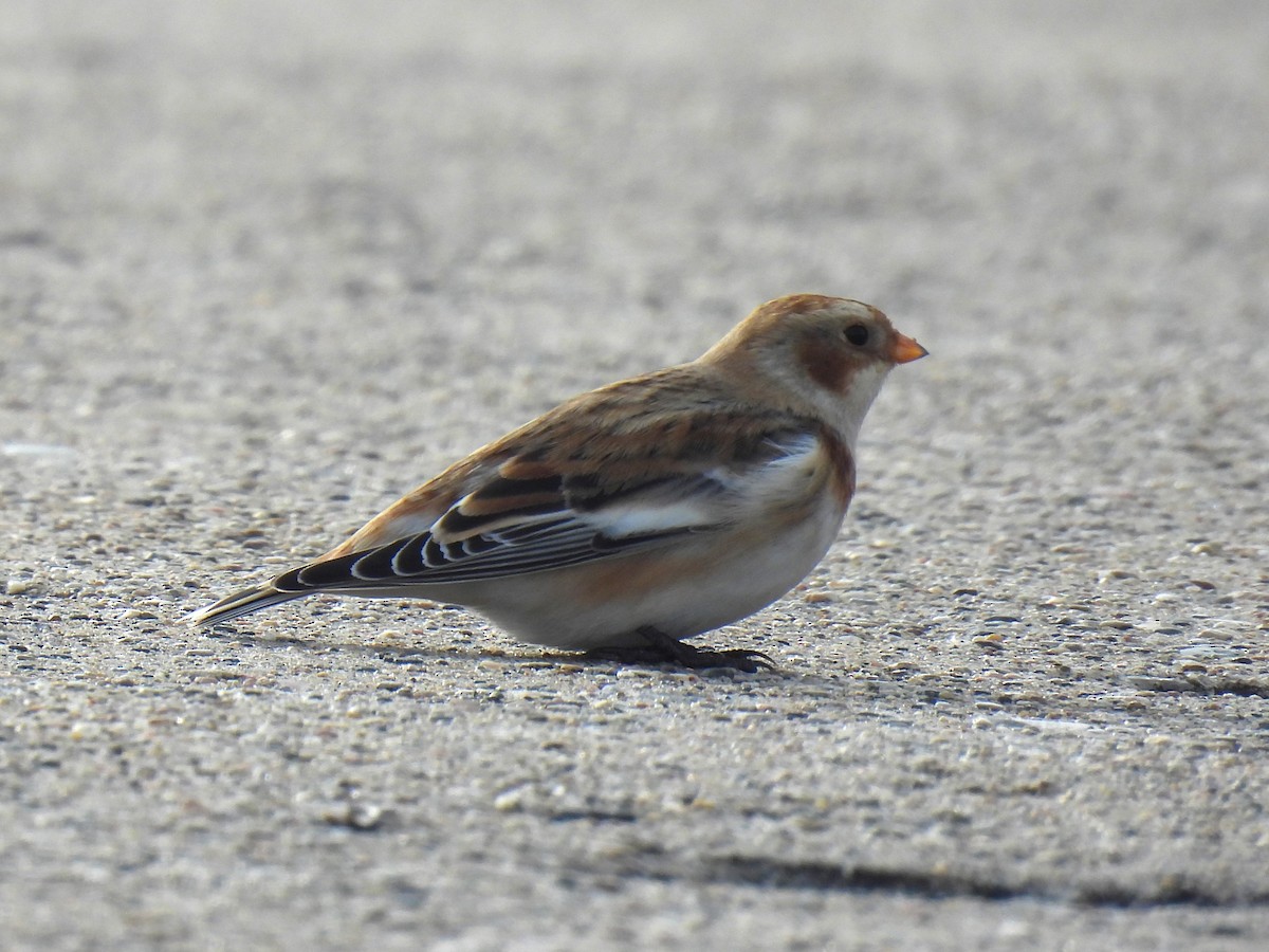 Snow Bunting - ML644770462
