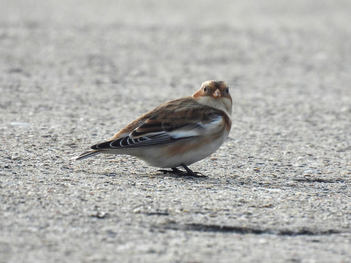 Snow Bunting - ML644770463