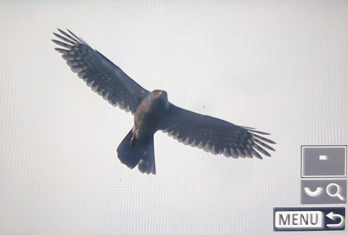 African Goshawk (Banded) - ML644770469