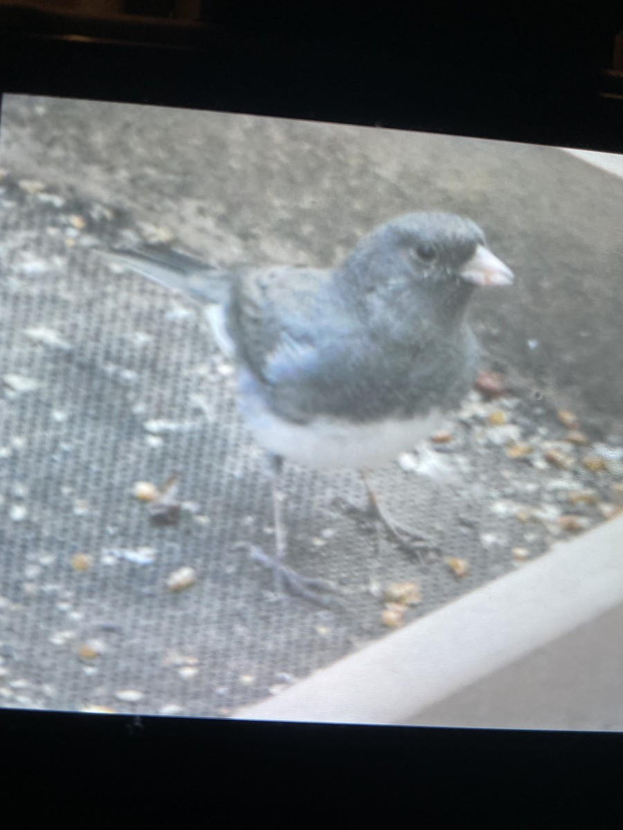 Dark-eyed Junco - ML644770481