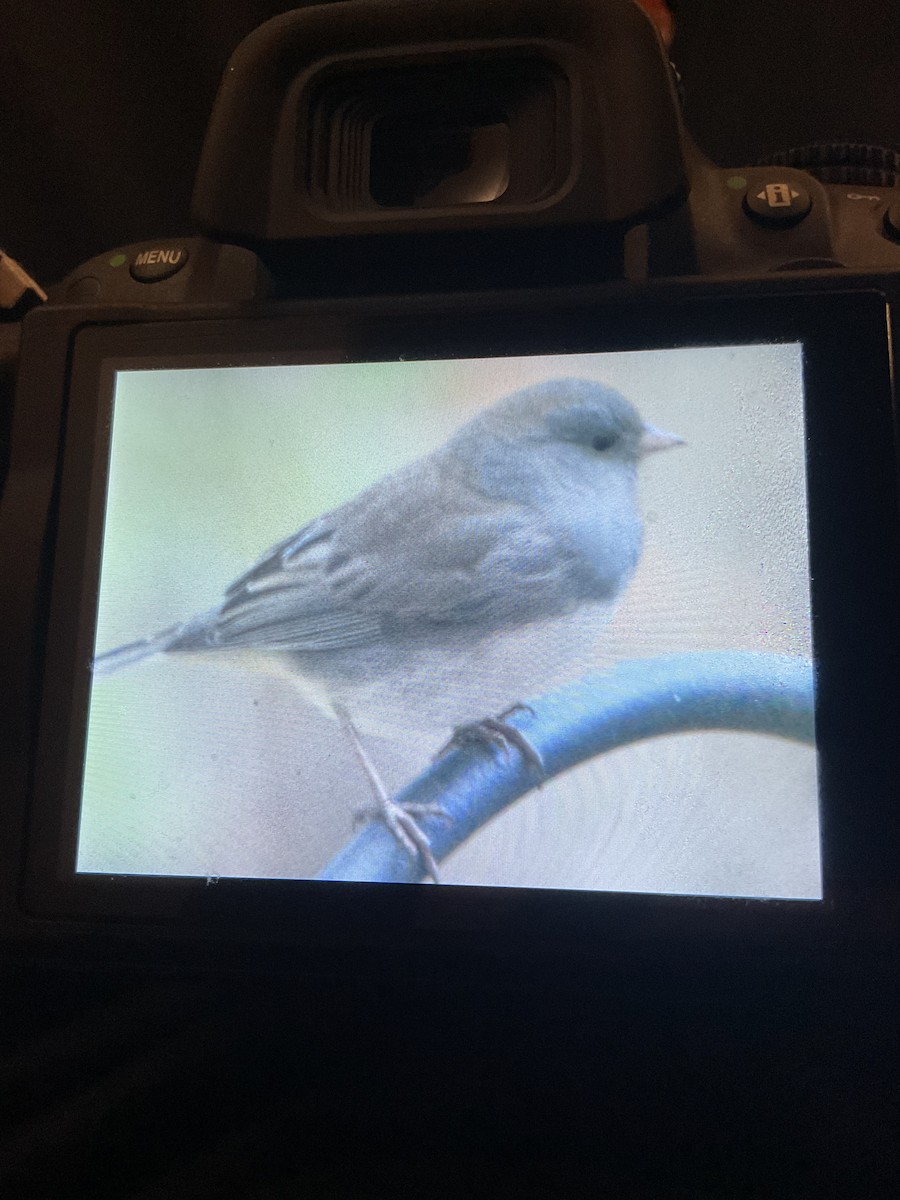 Dark-eyed Junco - ML644770482