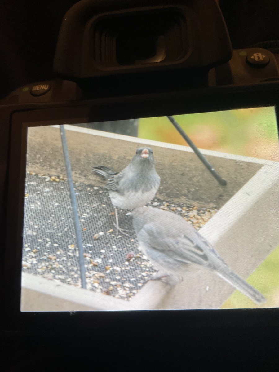 Dark-eyed Junco - ML644770483