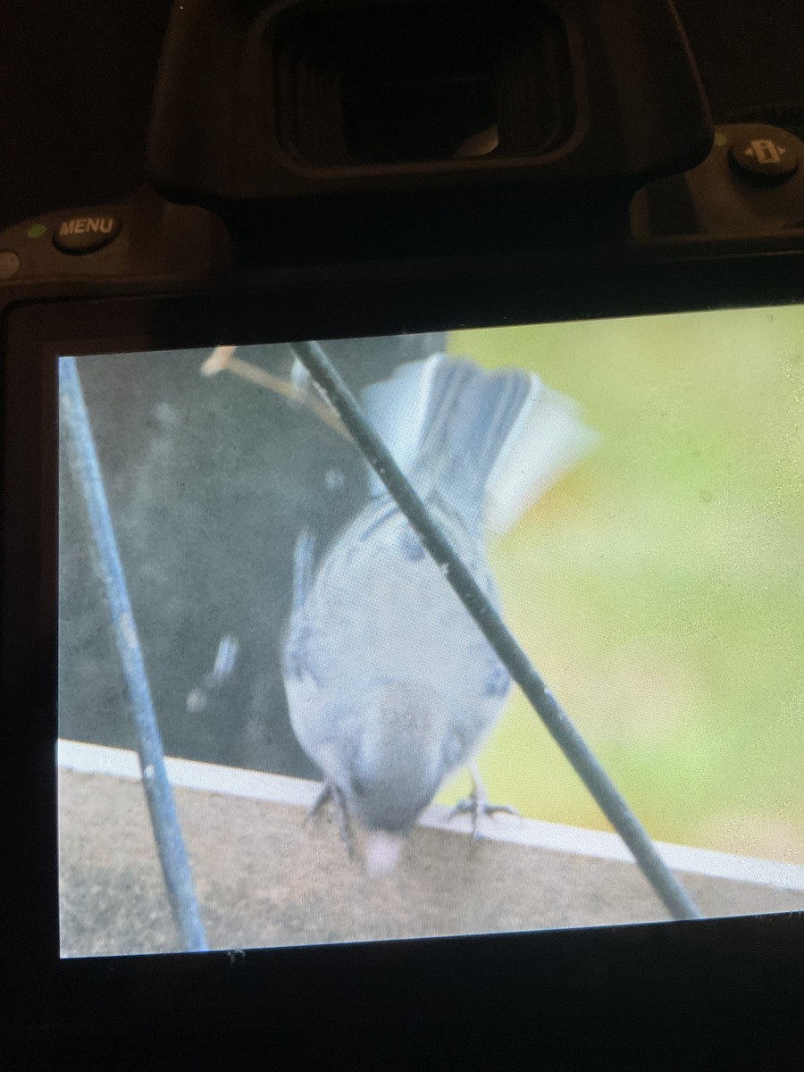 Dark-eyed Junco - ML644770484