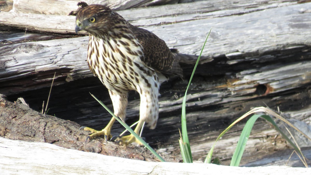 Cooper's Hawk - ML644770485