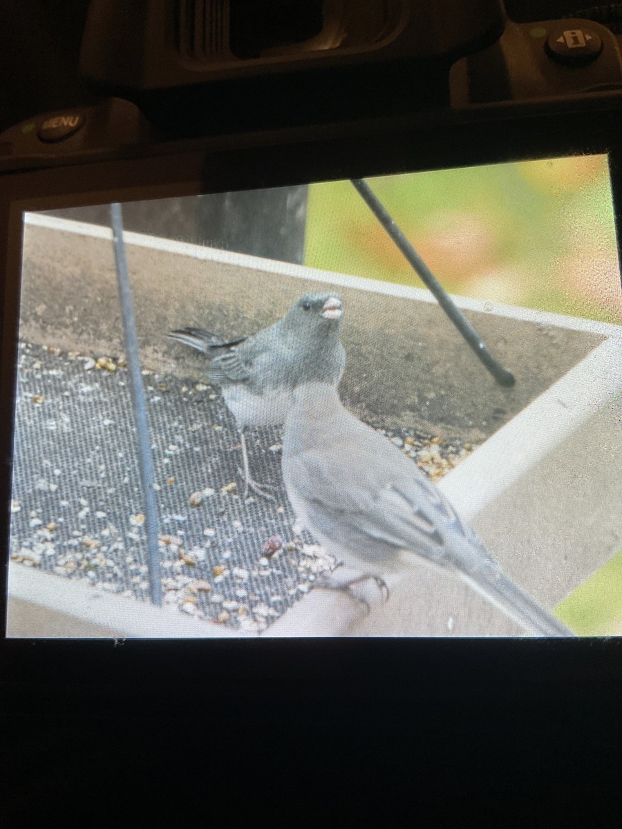 Dark-eyed Junco - ML644770486