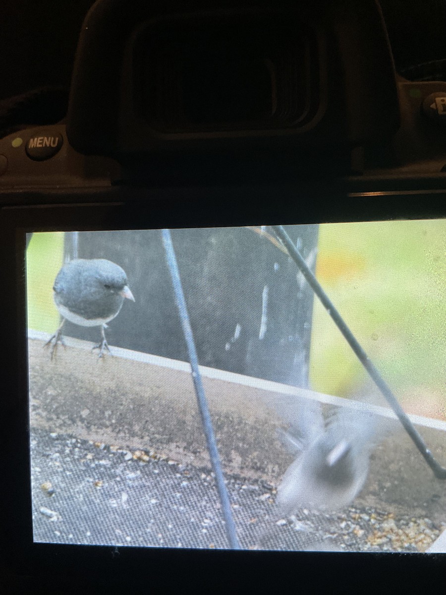 Dark-eyed Junco - ML644770487