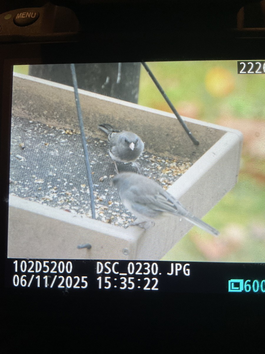 Dark-eyed Junco - ML644770488