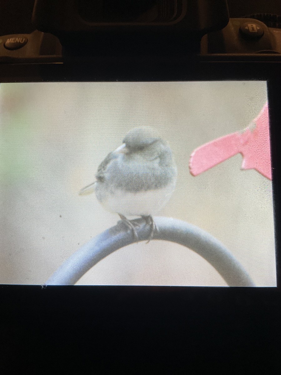 Dark-eyed Junco - ML644770489