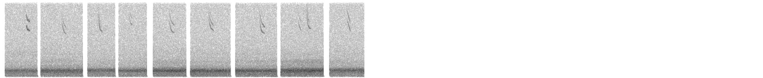 Chingolo Sabanero - ML644770490