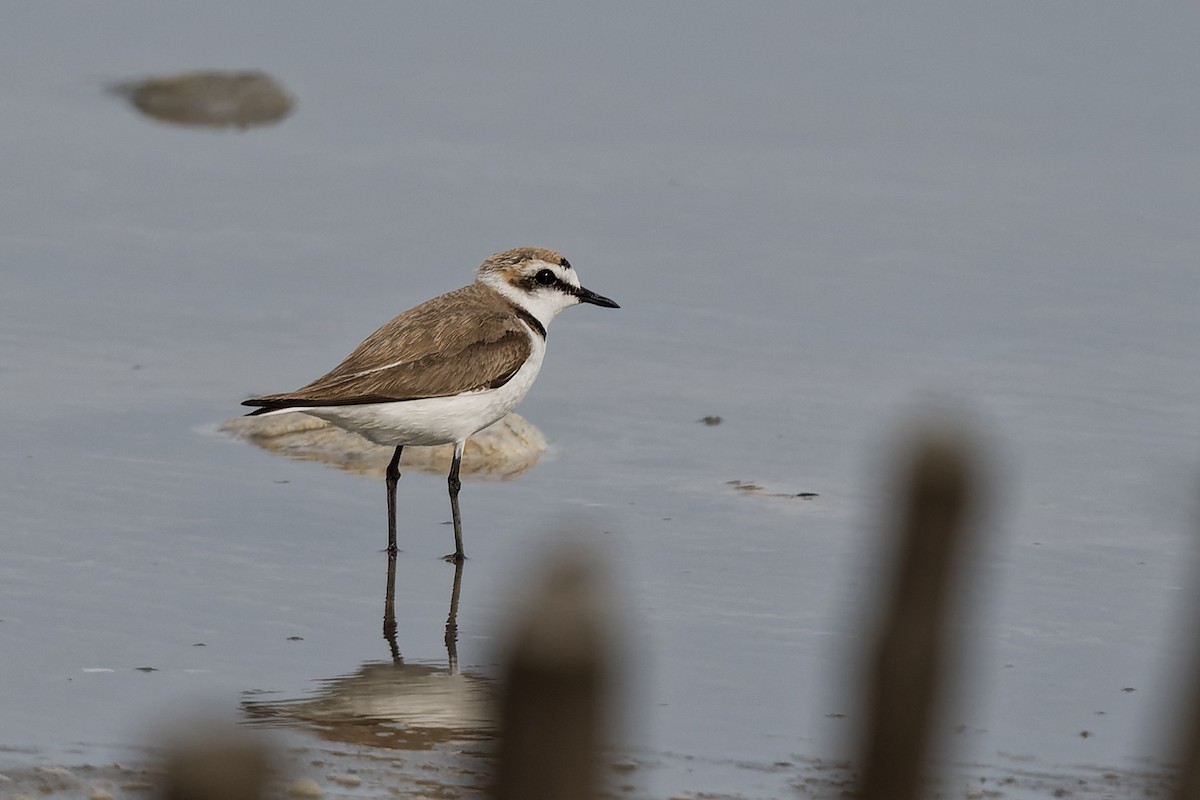 Kentish Plover - ML644770496