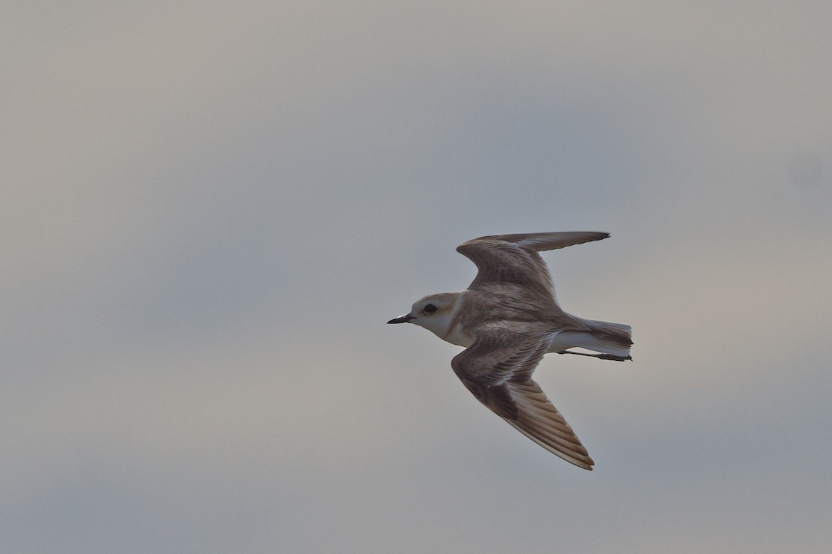 Kentish Plover - ML644770497