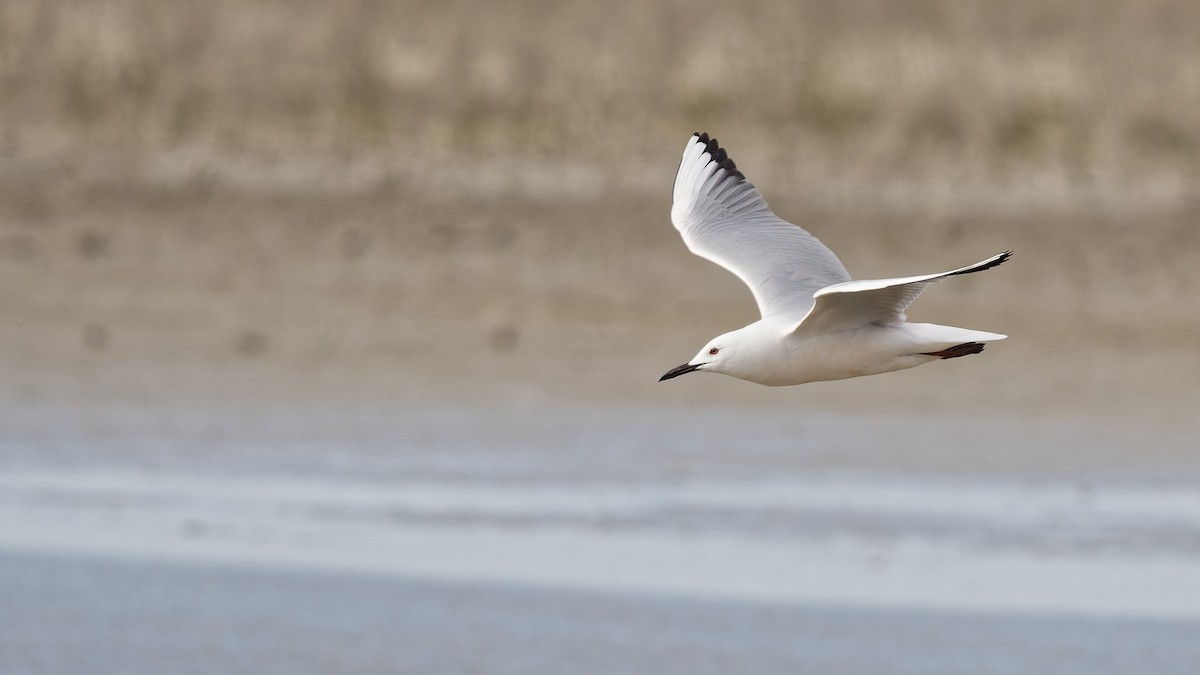 Slender-billed Gull - ML644770500
