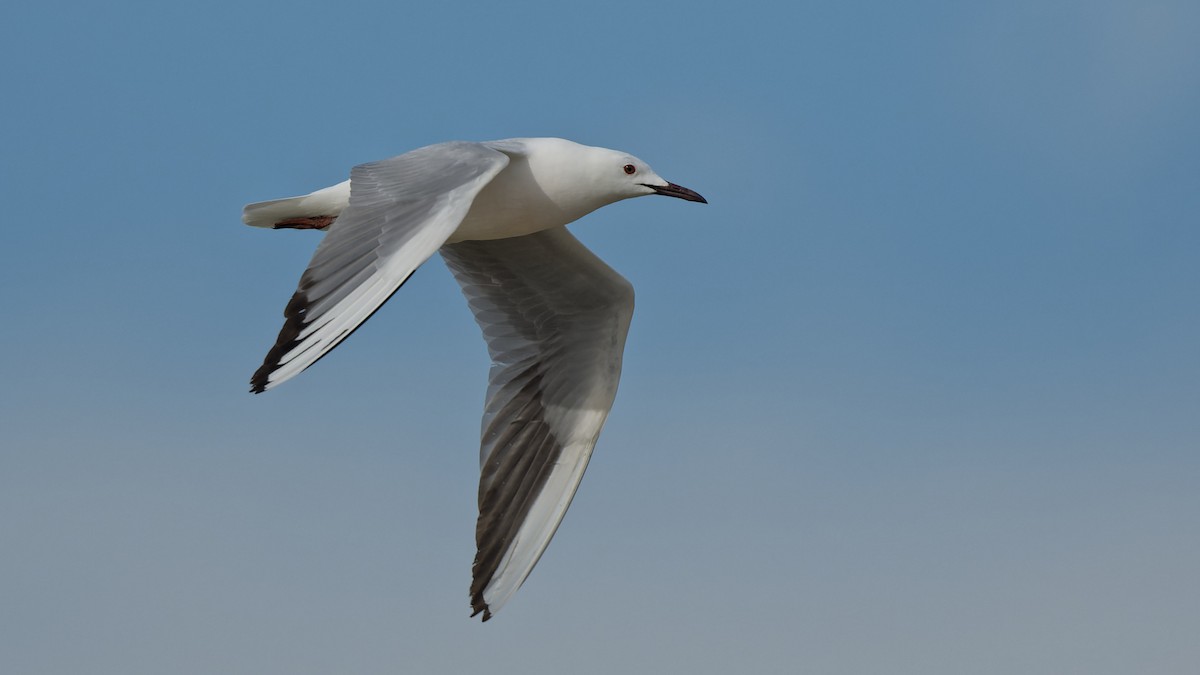 Slender-billed Gull - ML644770502