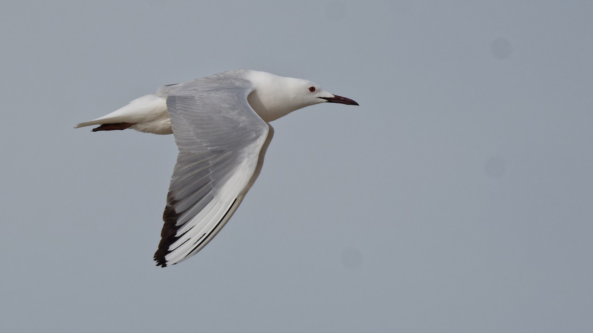 Slender-billed Gull - ML644770503