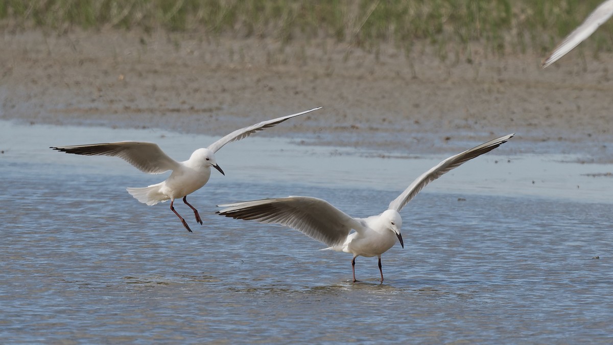 Slender-billed Gull - ML644770504