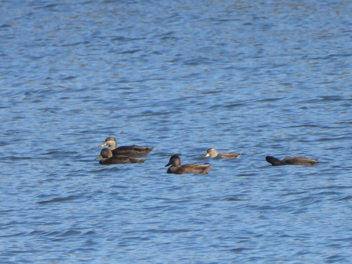 American Black Duck - ML644770507