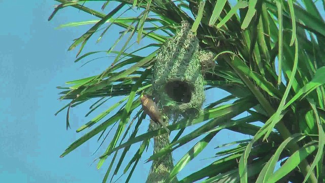 Baya Weaver - ML644770531