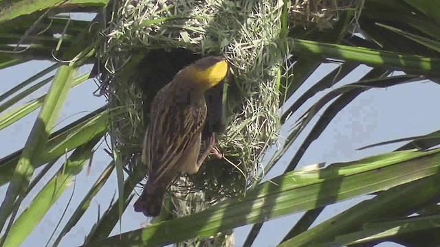 Baya Weaver - ML644770533