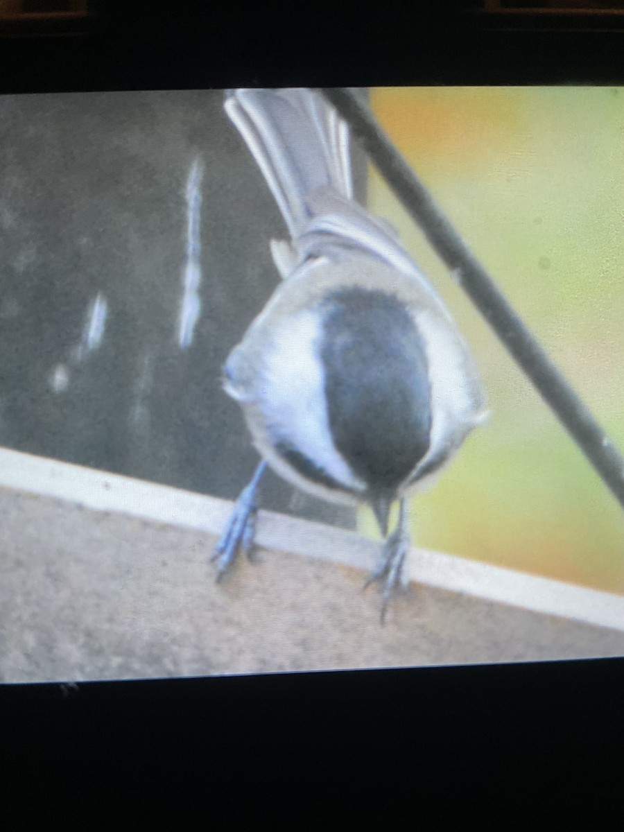 Black-capped Chickadee - ML644770535