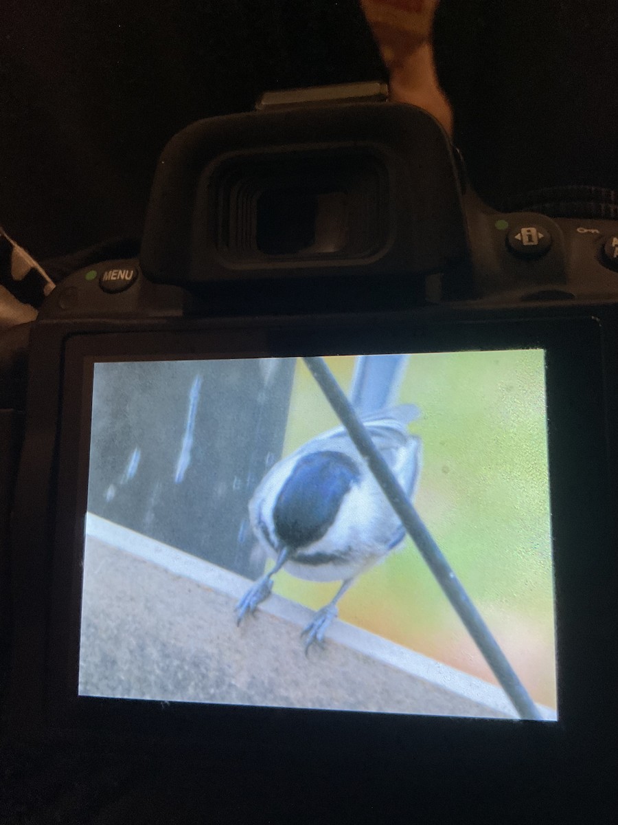 Black-capped Chickadee - ML644770536