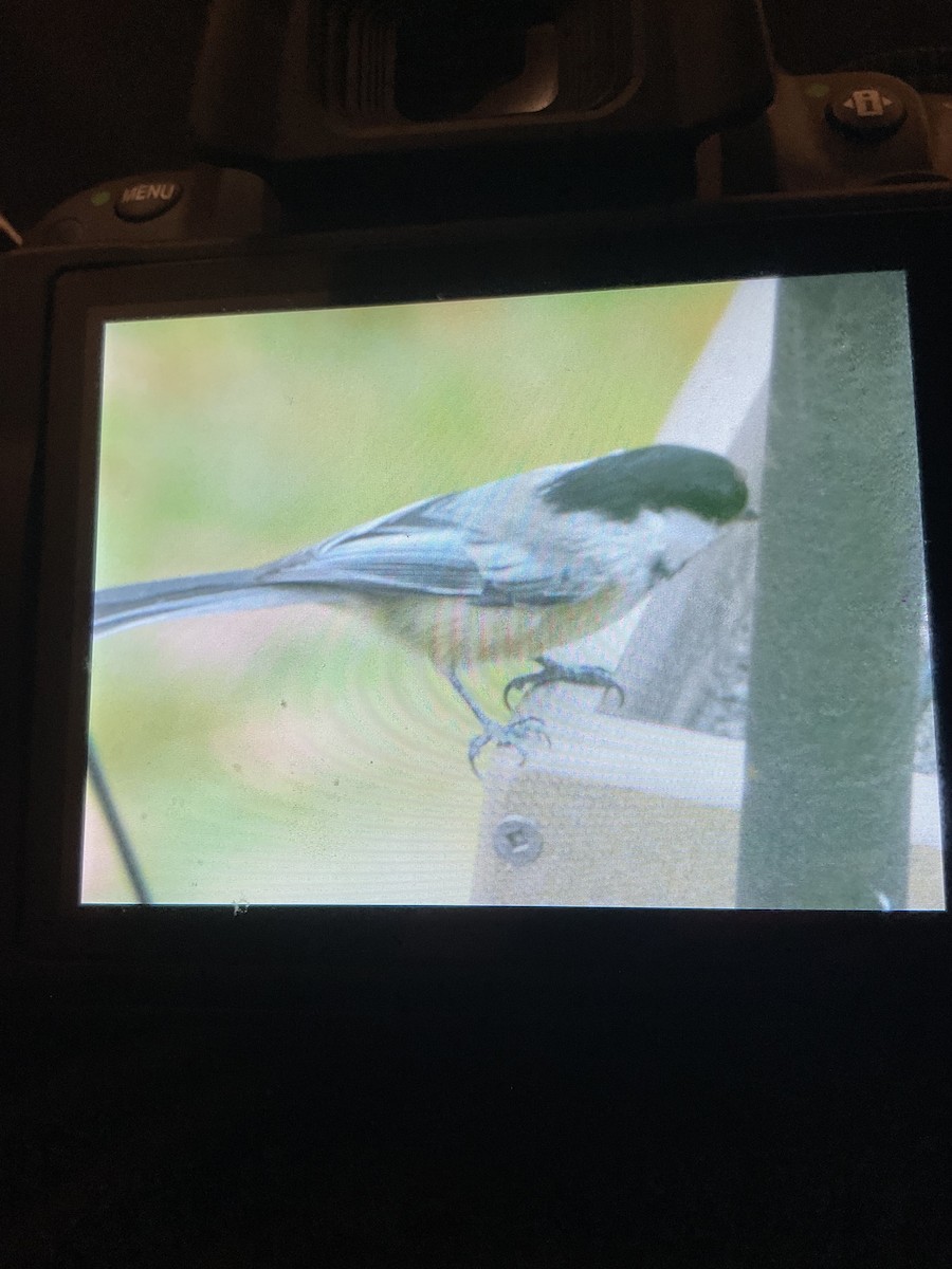 Black-capped Chickadee - ML644770537