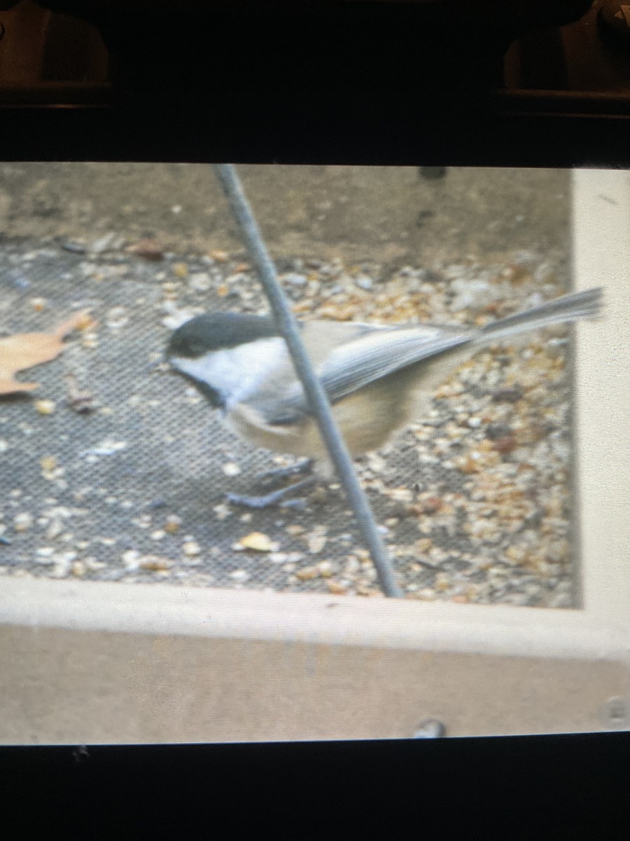 Black-capped Chickadee - ML644770538