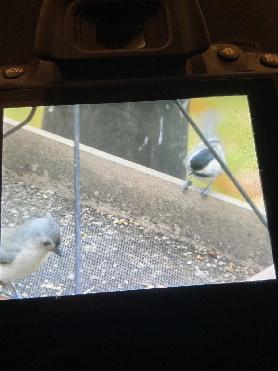 Black-capped Chickadee - ML644770539