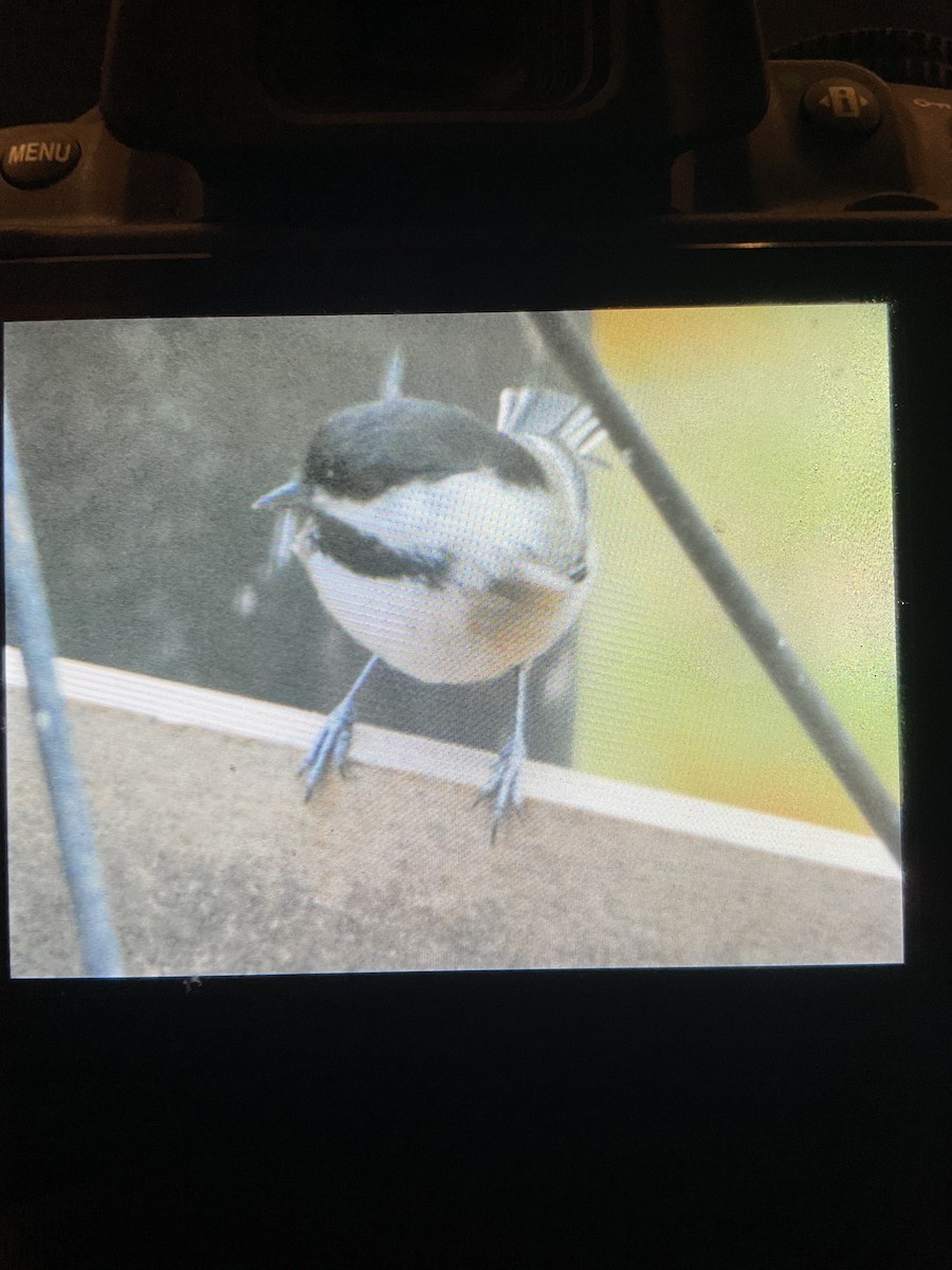 Black-capped Chickadee - ML644770540