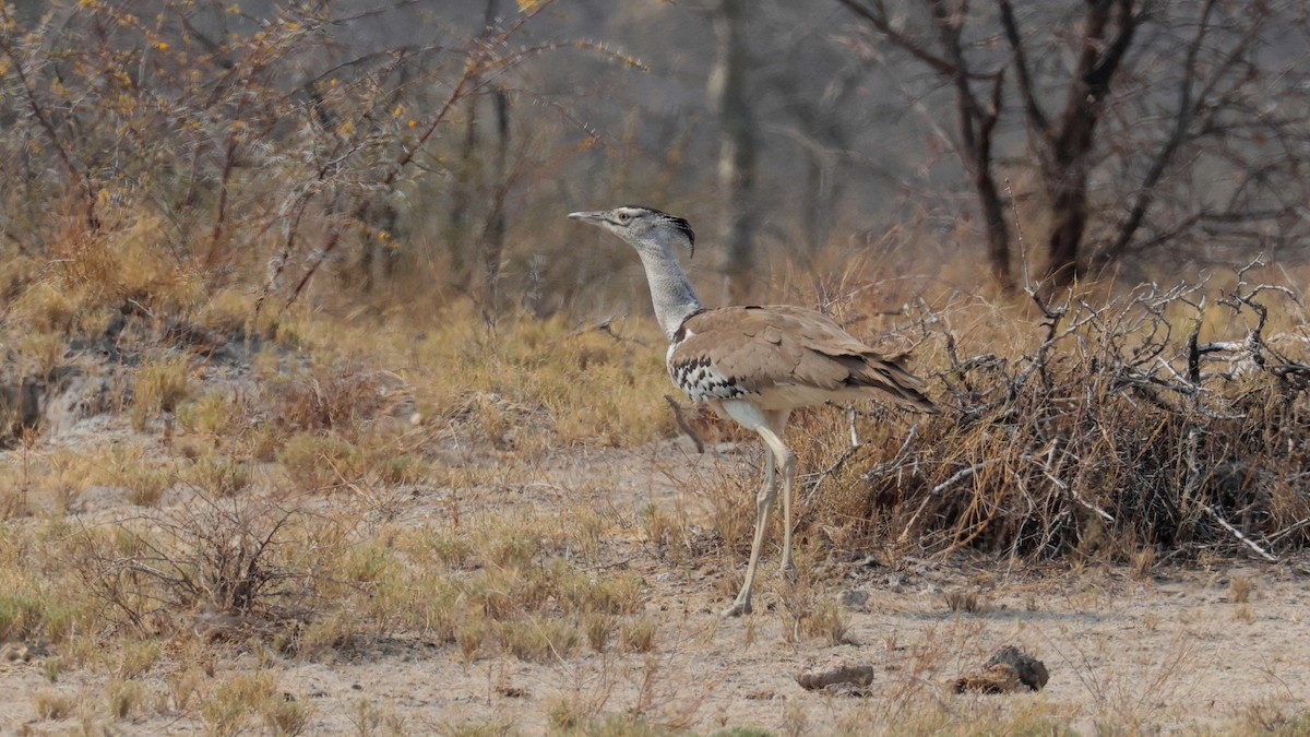 Kori Bustard - ML644770541