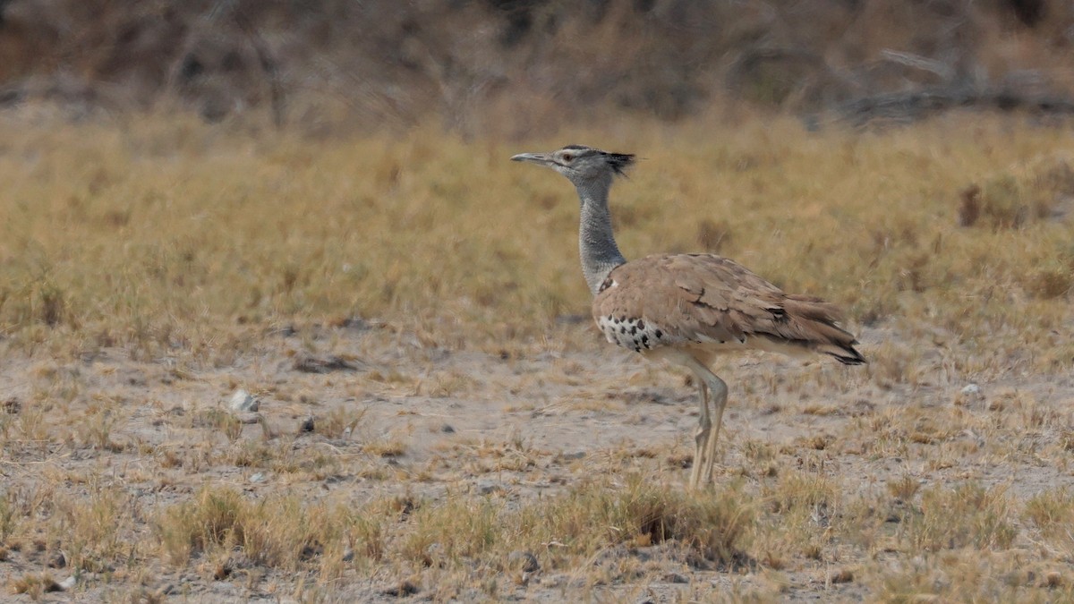 Kori Bustard - ML644770547