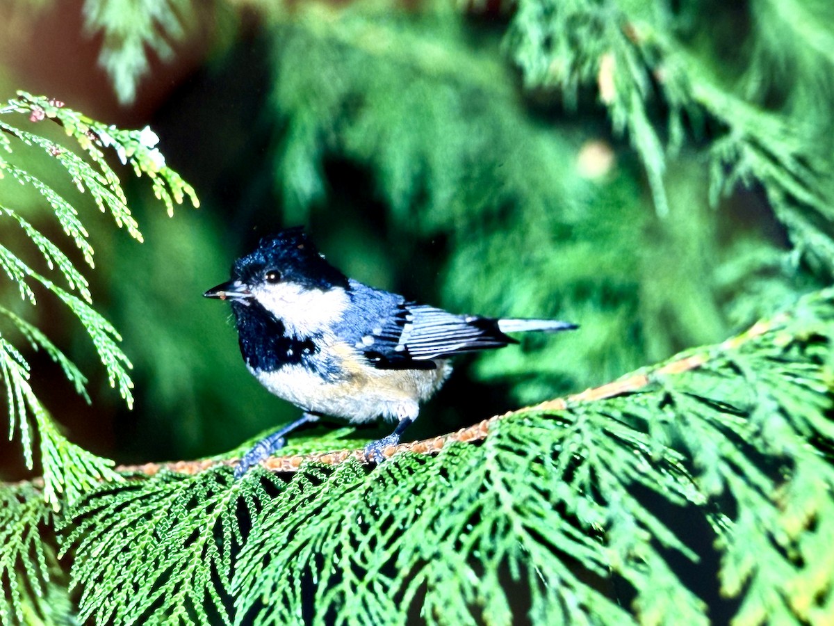 Coal Tit - ML644770552