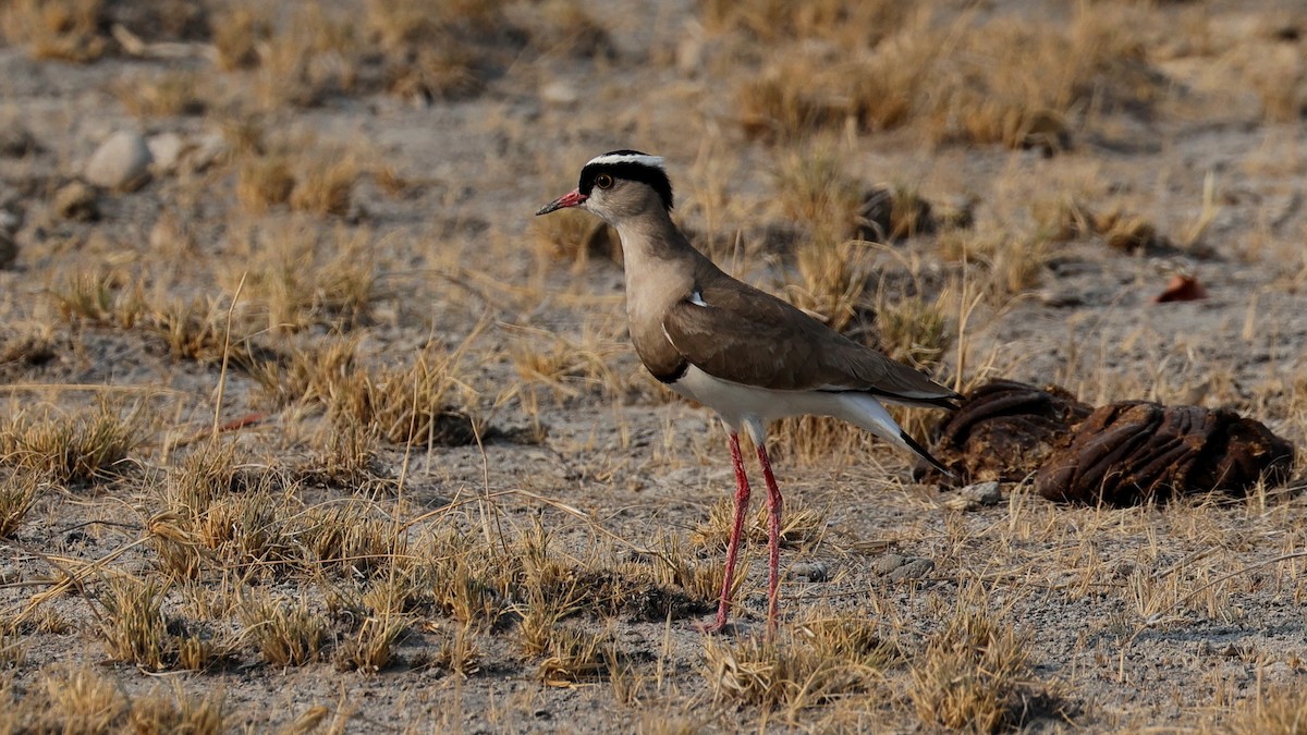Crowned Lapwing - ML644770560