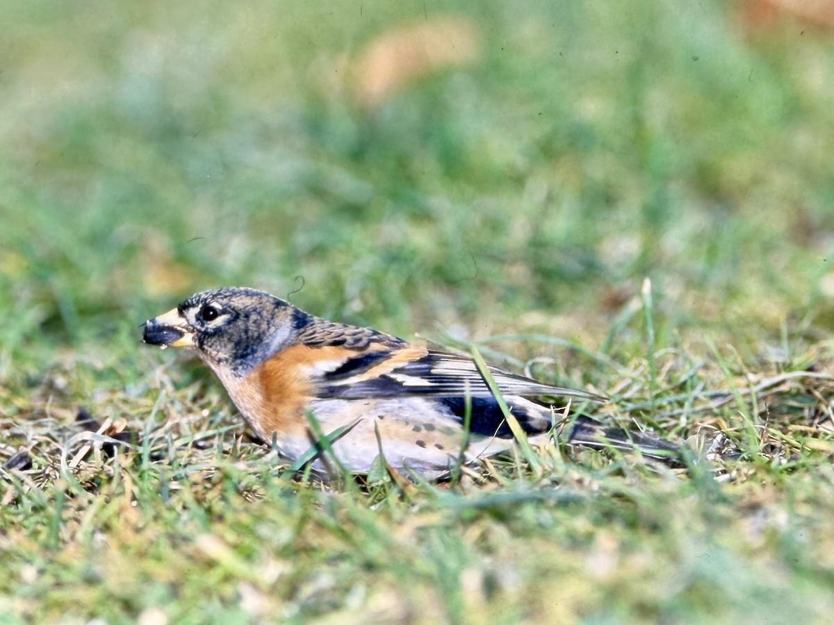 Brambling - ML644770561