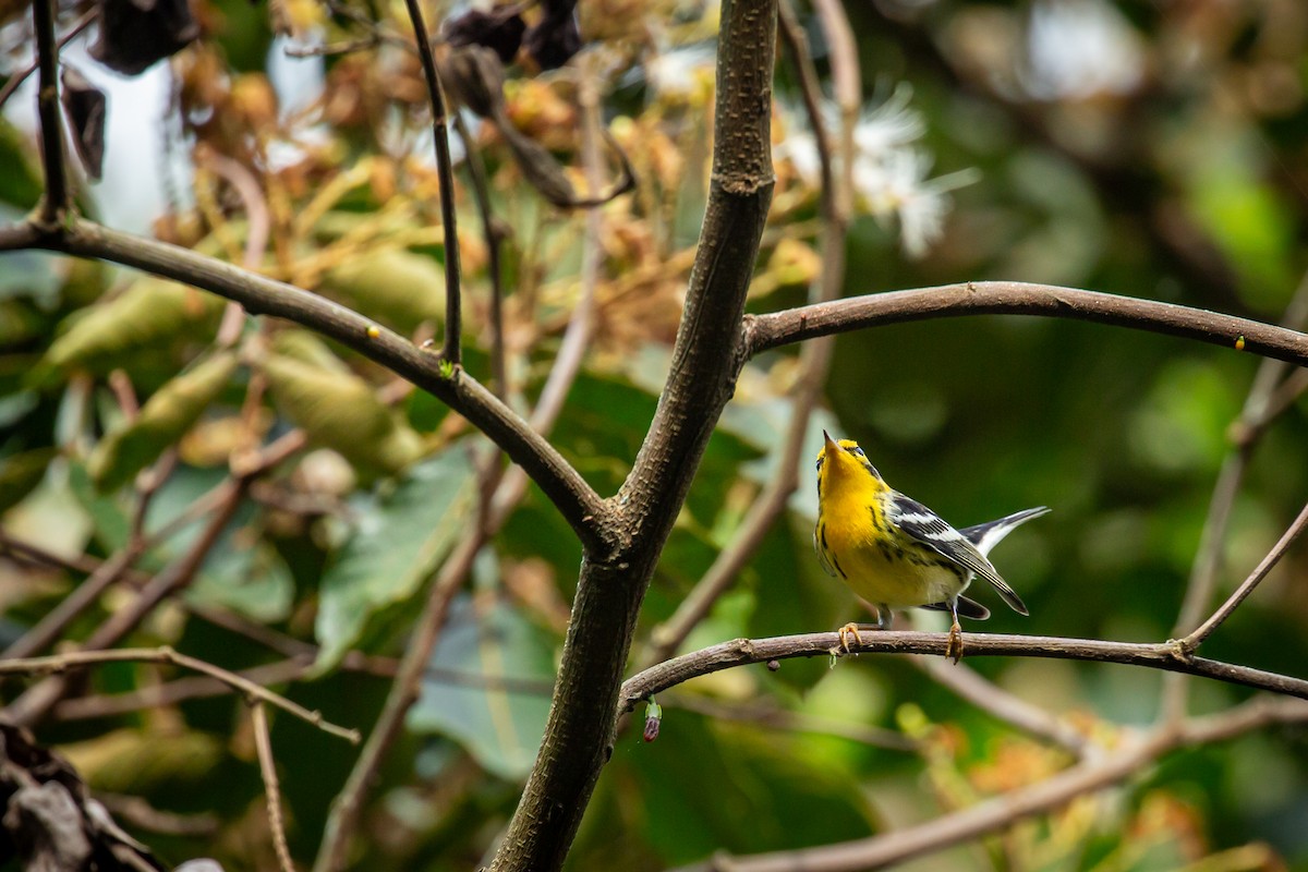 Blackburnian Warbler - ML644770576