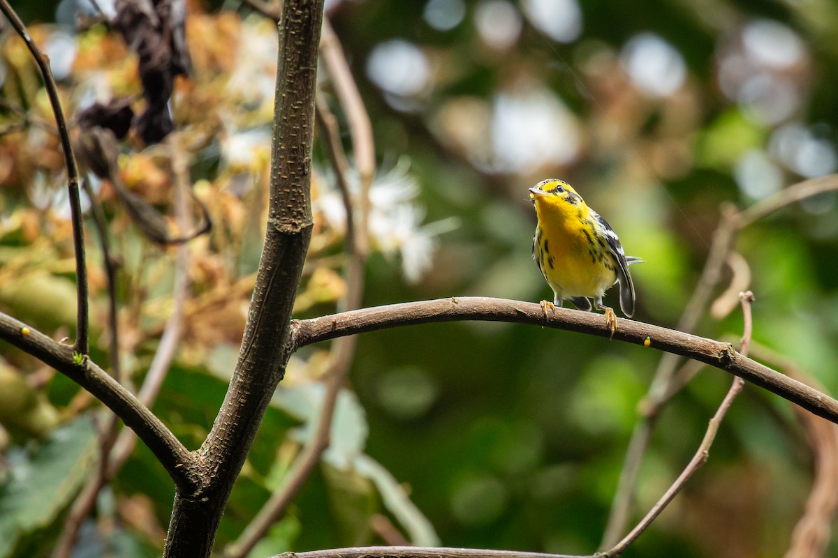 Blackburnian Warbler - ML644770578